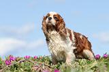 CAVALIER KING CHARLES 256